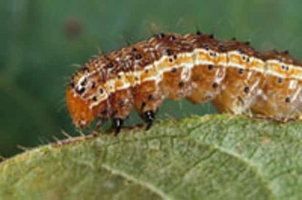 Corn Disrupts Caterpillars' Digestion to Protect Itself