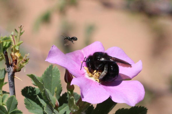 Utah's Deserts Are Bee Hotspots 