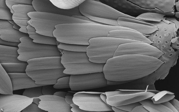 Which Came First, the Proboscis or the Flower?