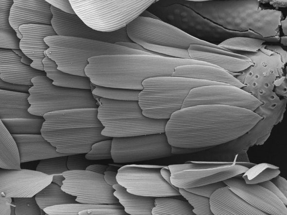 Which Came First, the Proboscis or the Flower?