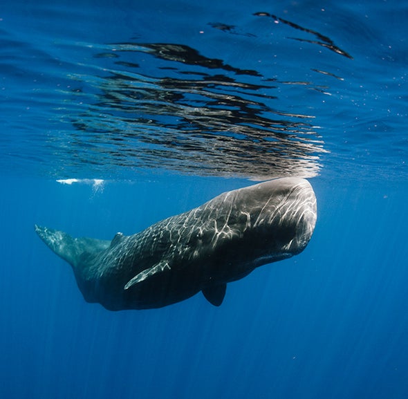 Marine Life Needs Protection from Noise Pollution