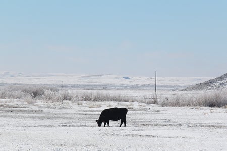 A black cow stands alone in the middle of a snow covered field in Idaho, United States