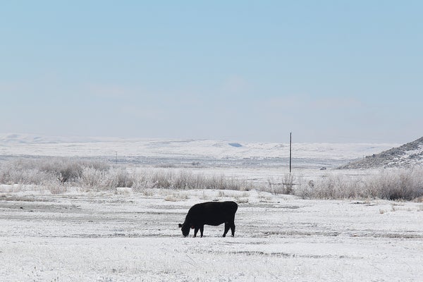A black cow stands alone in the middle of a snow covered field in Idaho, United States