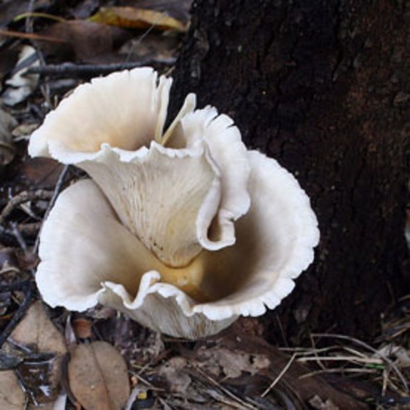 Citizen Science Soil Collection Program