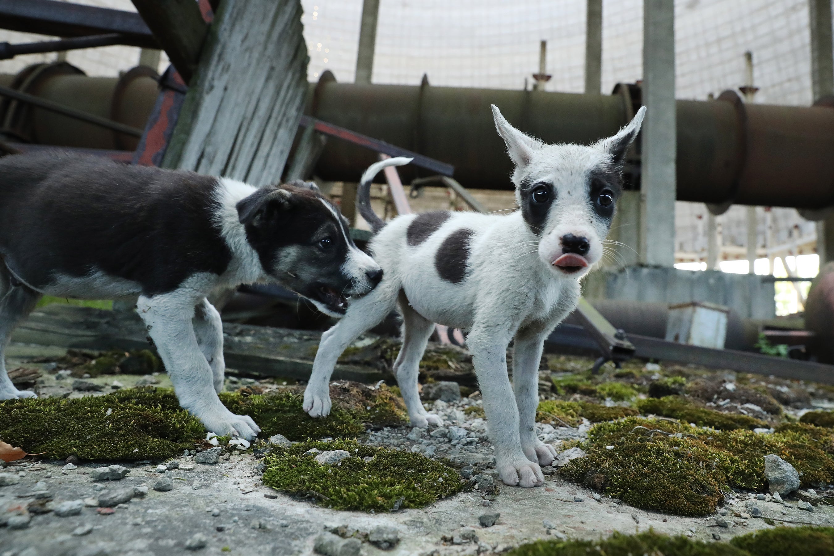 What Chernobyl's Stray Dogs Could Teach Us about Radiation - Scientific  American