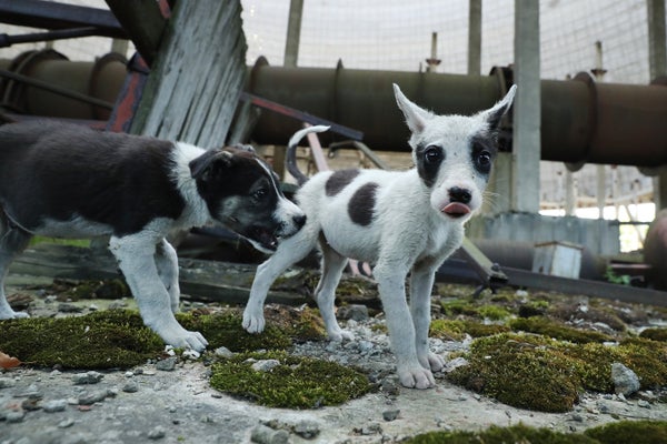 Stray puppies play inside a never-completed cooling tower at the Chernobyl power plant