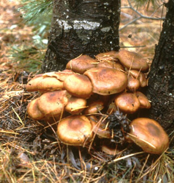 Strange But True The Largest Organism On Earth Is A Fungus Scientific American
