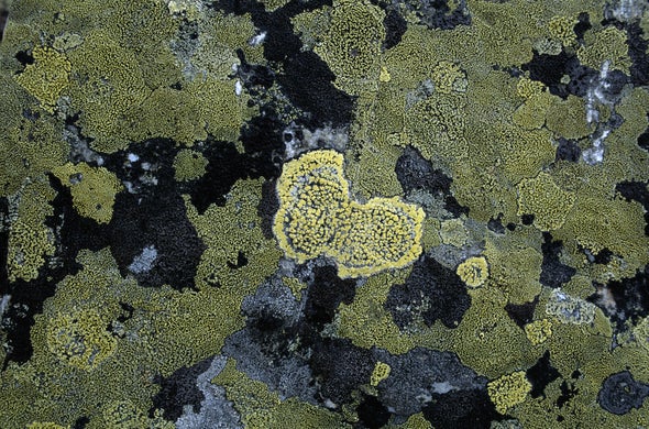 Some Lichen Fungi Let Genes Go Bye