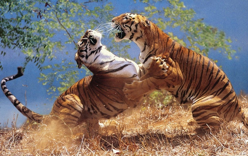 man eating tiger