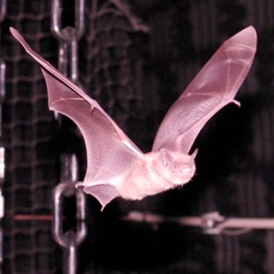 Sound Tracking: Harmonics Enable Bat to Focus on Prey Despite Noise