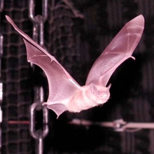 Sound Tracking: Harmonics Enable Bat to Focus on Prey Despite Noise