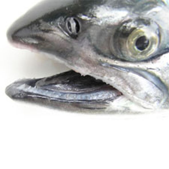 Sea Change: Environmental Group Gives First-Time Nod to Sustainable Salmon-Farming Method