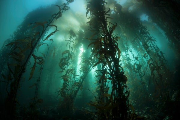 Giant kelp viewed from underwater.