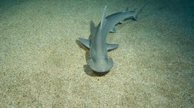 Bonnethead Sharks Are Underwater Lawn Mowers