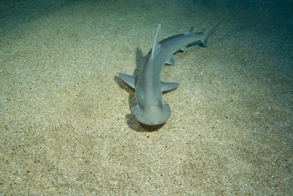 Bonnethead Sharks Are Underwater Lawn Mowers