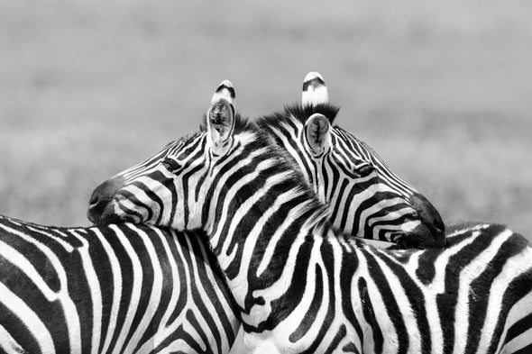 Zebra Coloration Messes With Fly Eyes