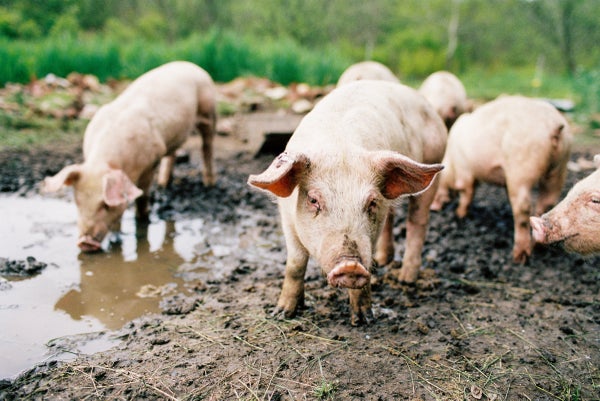 A handful of small pink pig inside a muddy pigpen.