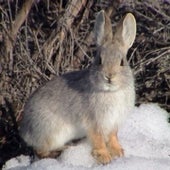 PYGMY RABBIT