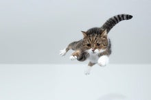 Why Do Cats Land on Their Feet? Physics Explains