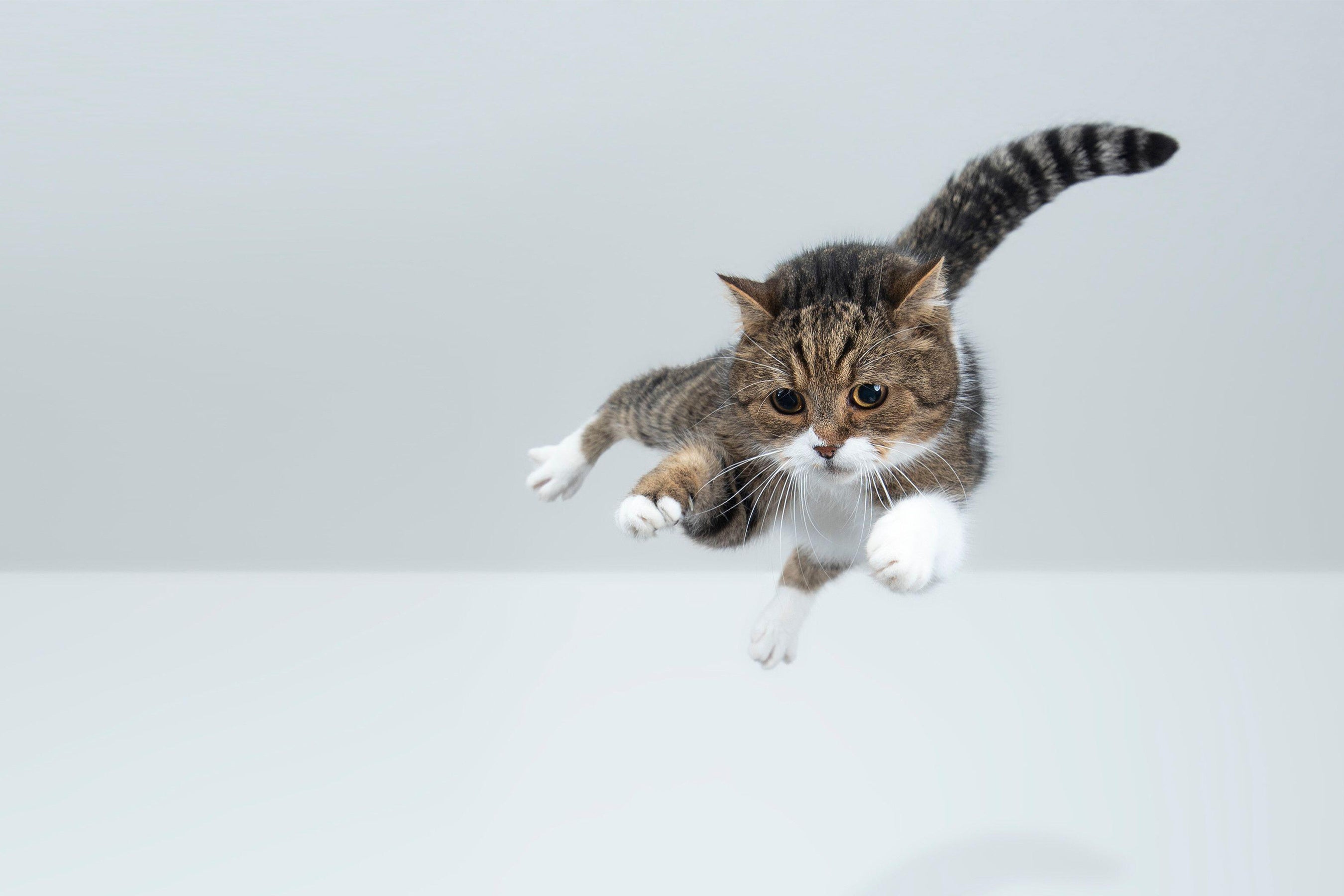 Why Do Cats Land on Their Feet? Physics Explains