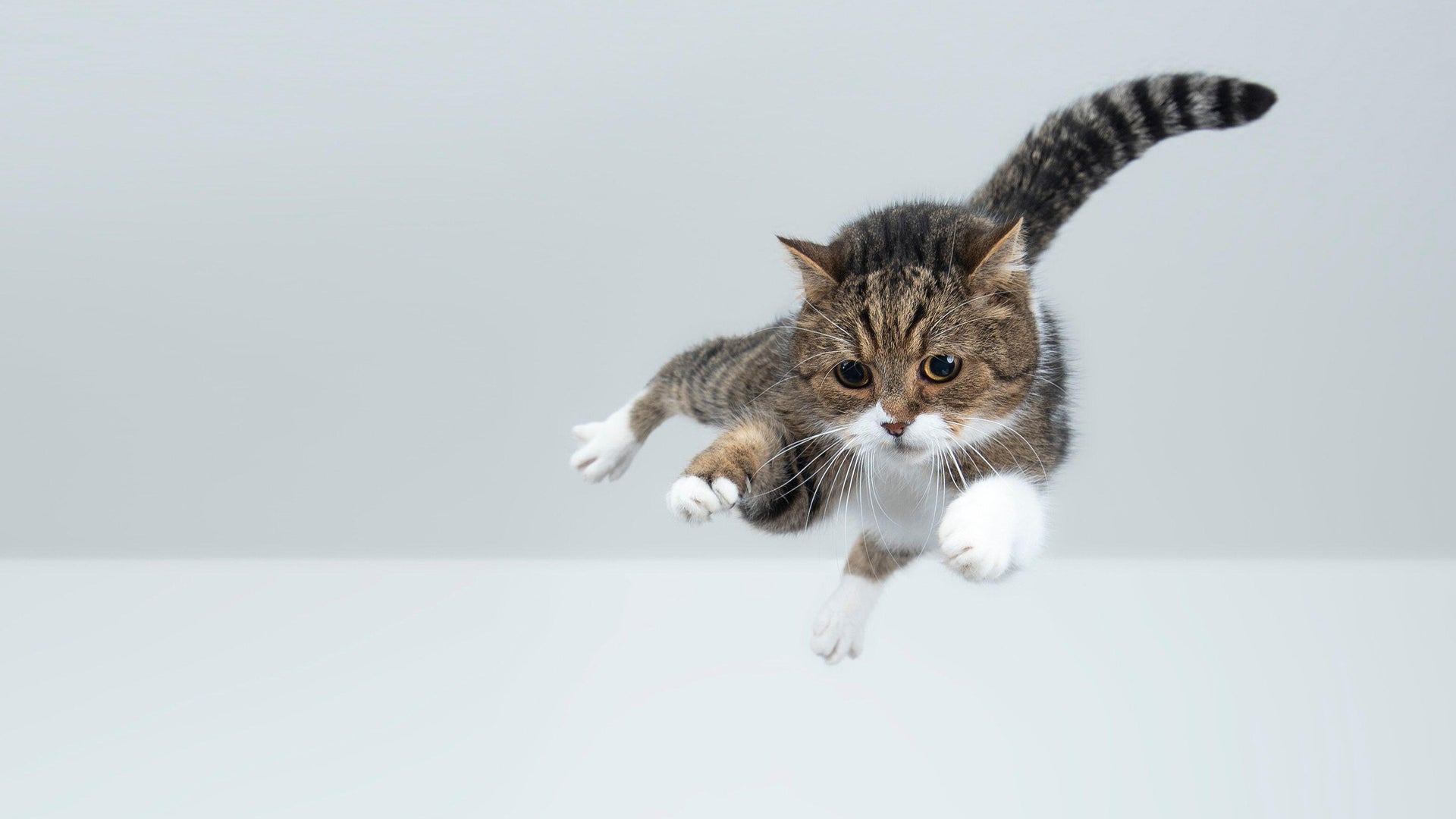 Why Do Cats Land on Their Feet? Physics Explains | Scientific American