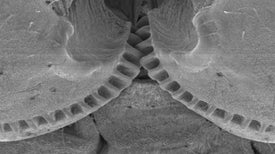 Working Gears Evolved in Plant-Hopping Insect