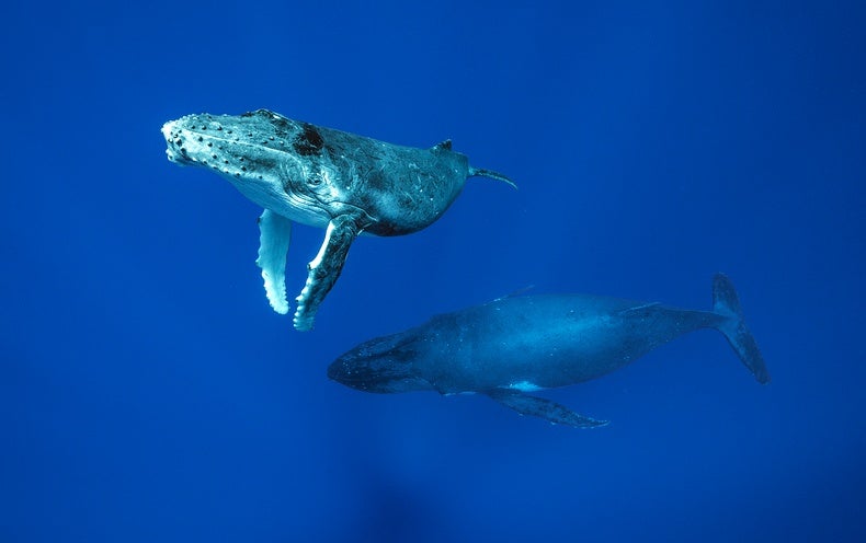 The Deepest Dive to Find the Secrets of the Whales - Scientific American
