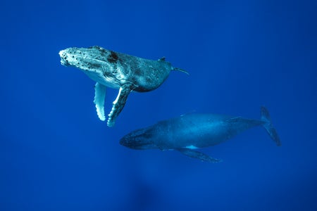 Two large humpback whales float effortlessly in a strikingly blue ocean.