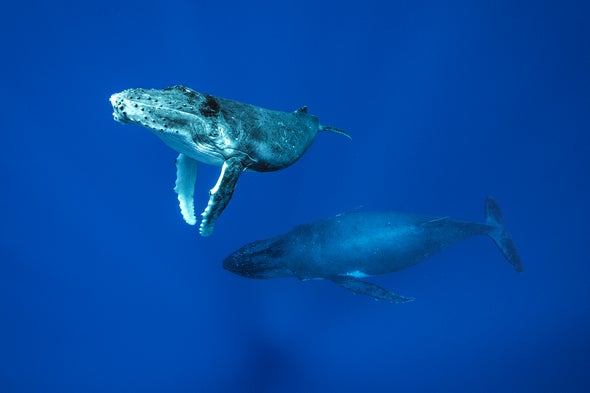 The Deepest Dive to Find the Secrets of the Whales