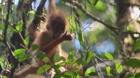 New Frizzy-Haired Orangutan Species