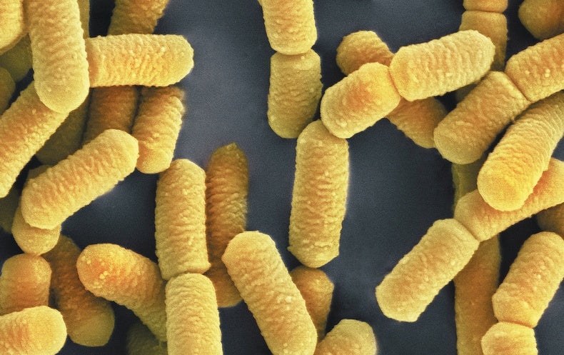 Do Probiotics Really Work? - Scientific American