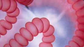 Illuminating the Lilliputian: 10 Bioscapes Photo Contest Winners Revealed