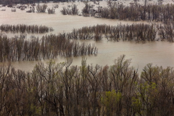 Flooded banks of the Mississippi River