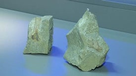 Polish Scientists Dig Up 240-Million-Year-Old Fossilized Blood Vessels--the Oldest Ever Found