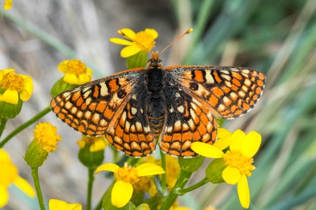 Spotted orange, white and brown butterfly on yellow flower.