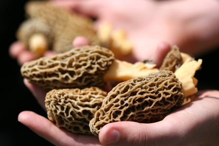 Handful of fresh Morel Mushrooms.