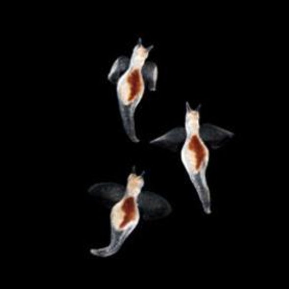 Secret Lives of Plankton Revealed in Microscopic Glory