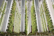 Robotic Bees Could Support Vertical Farms Today and Astronauts Tomorrow