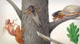 Brood X Cicadas Are Emerging at Last