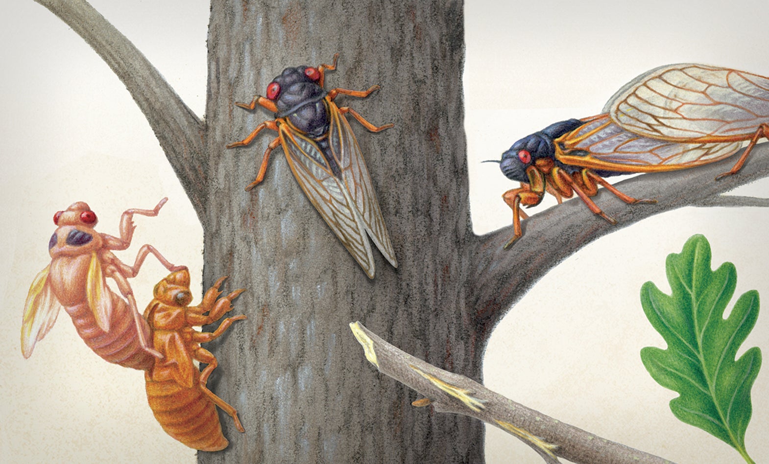 Brood X Cicadas Are Emerging at Last - Scientific American
