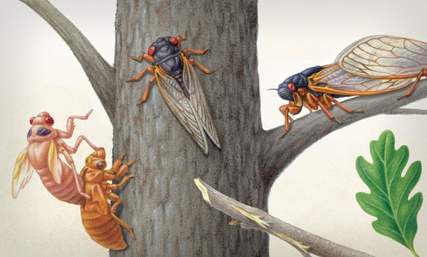 Illustration shows three views of a periodical cicada.