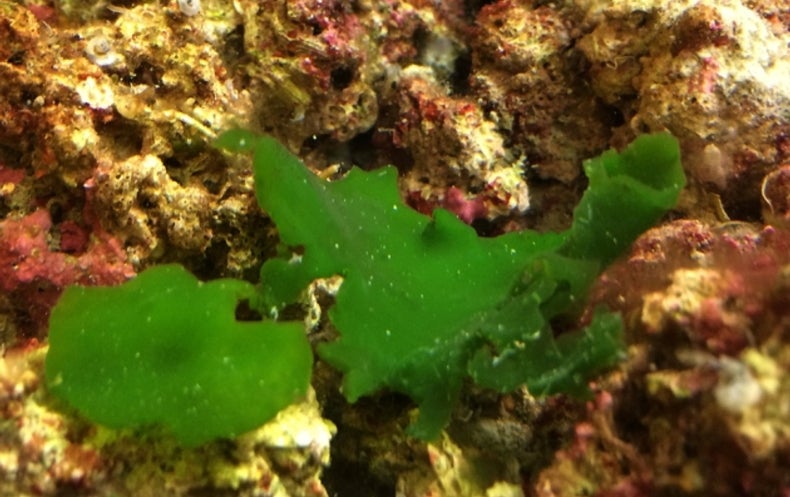 Самыми глубоководными водорослями являются. Глубоководные водоросли. Глубоководная красная водоросль. Пигменты глубоководных водорослей. Зеленые водоросли самые глубоководные растения.