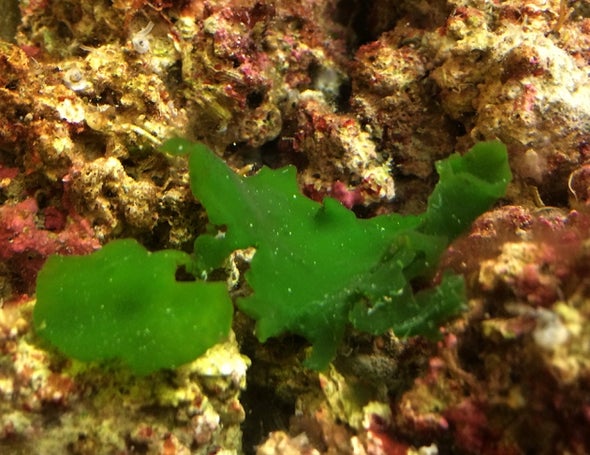 Strange Seaweed Rewrites the History of Green Plants