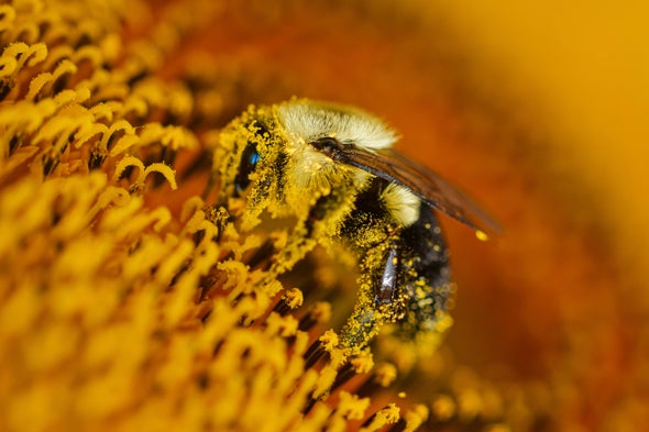A Honeybee Swarm Has as Much Electric Charge as a Thundercloud