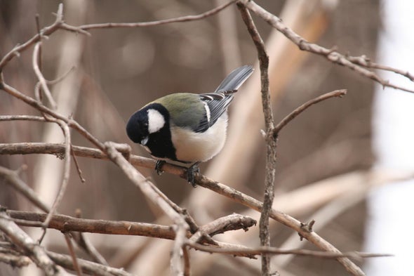 Bird Combines Calls in Specific Order