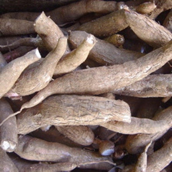 Breeding Cassava to Feed the Poor