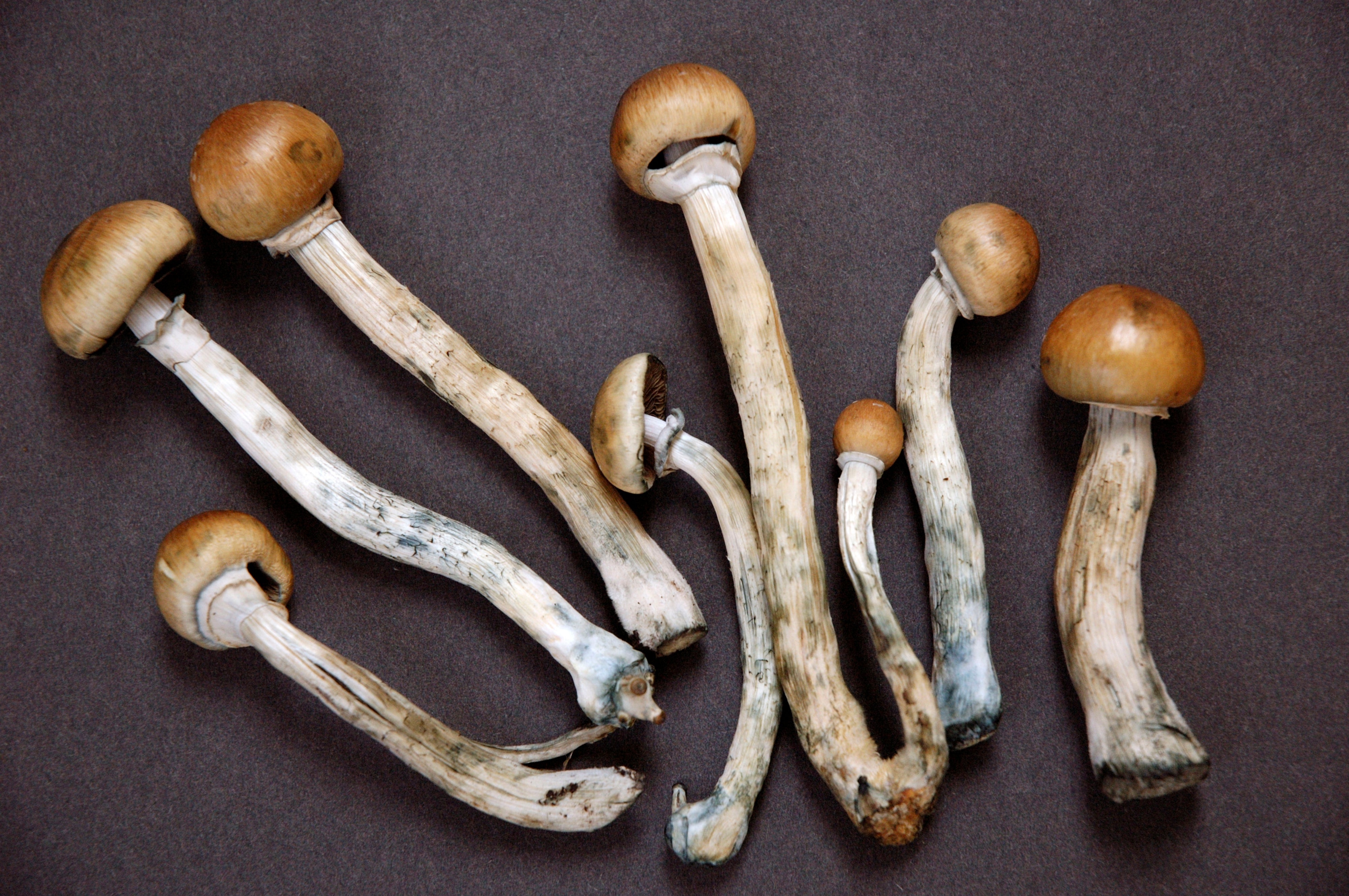 Magic Mushroom Drug Lifts Depression in Human Trial - Scientific American