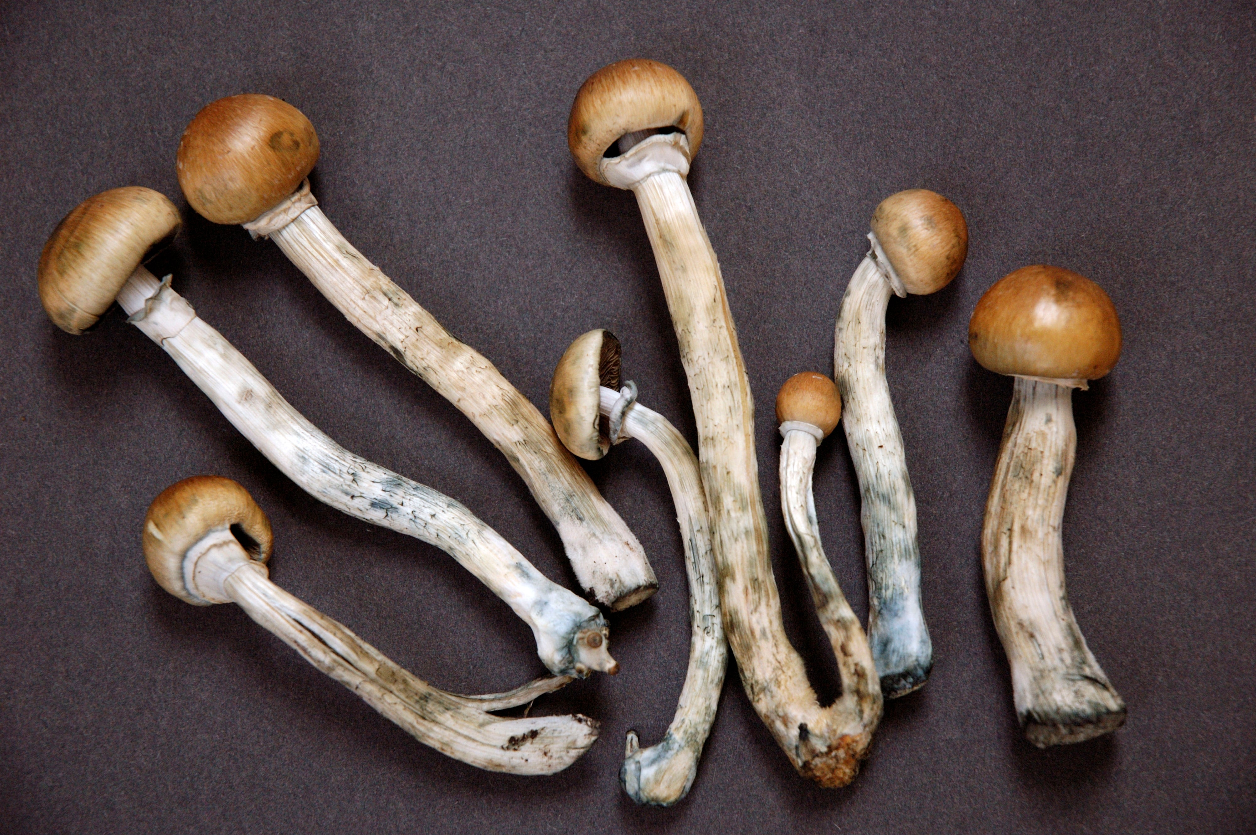 Are Mushrooms Drugs?