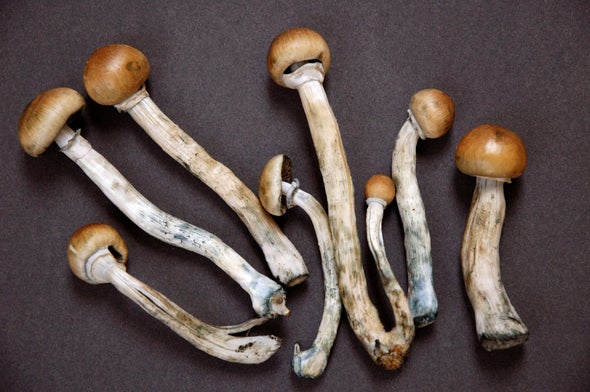 Magic Mushroom Lifts Depression in Human Trial