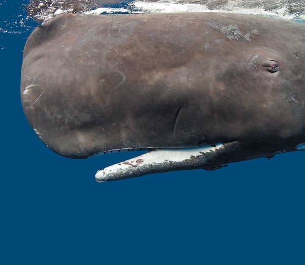 A close-up, side-view view of the head of a Sperm Whale under water, with blue background.